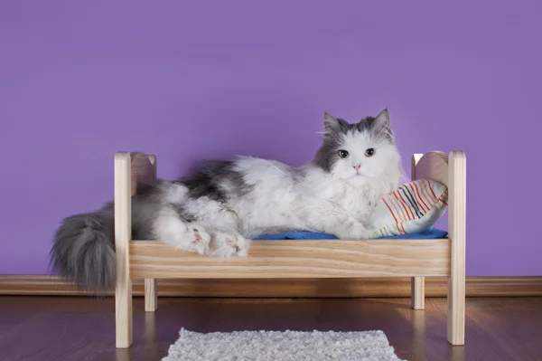 Katze schläft in ihrem Bett — Stockfoto