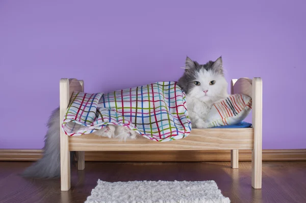 Gato durmiendo en su cama — Foto de Stock