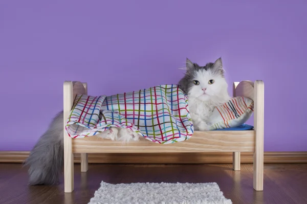 Gato durmiendo en su cama — Foto de Stock