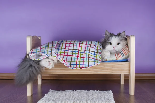 Gato dormindo em sua cama — Fotografia de Stock