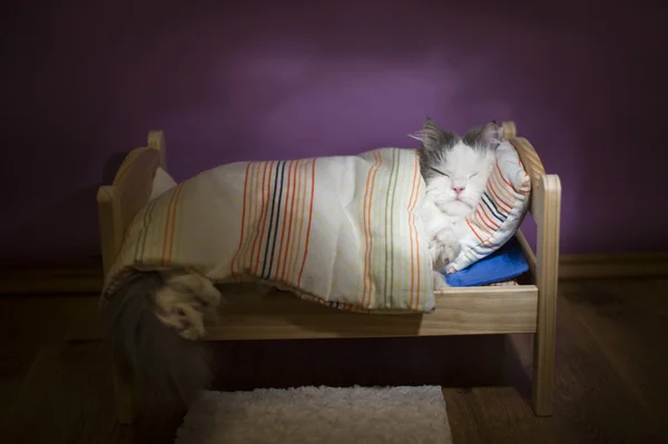 Gato dormindo em sua cama — Fotografia de Stock