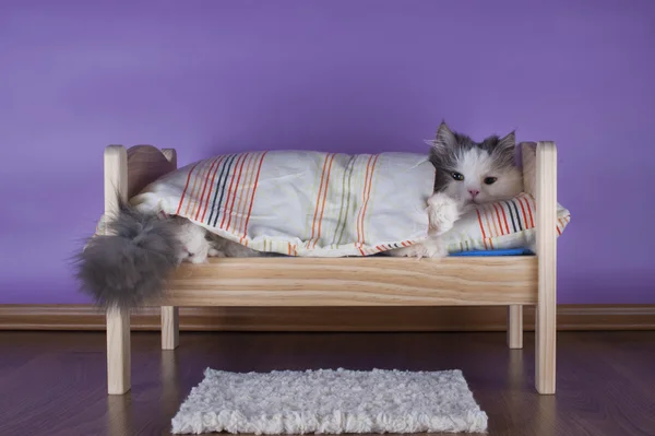 Chat dormir dans son lit — Photo