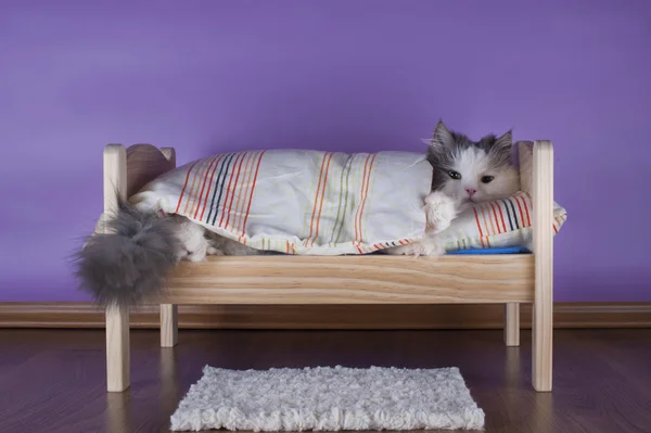 Cat sleeping in her bed — Stock Photo, Image