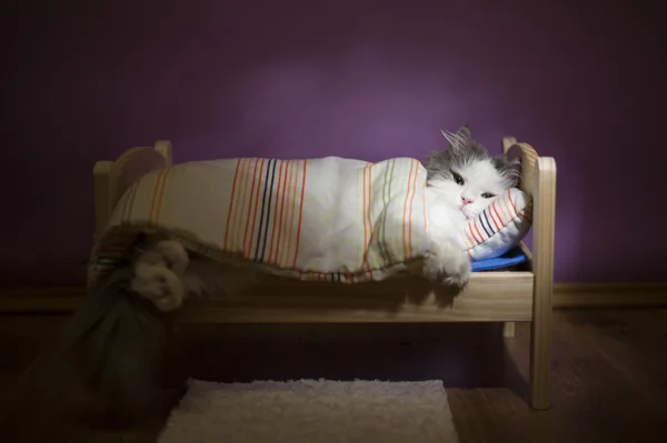 Кошка спит в своей кровати — стоковое фото