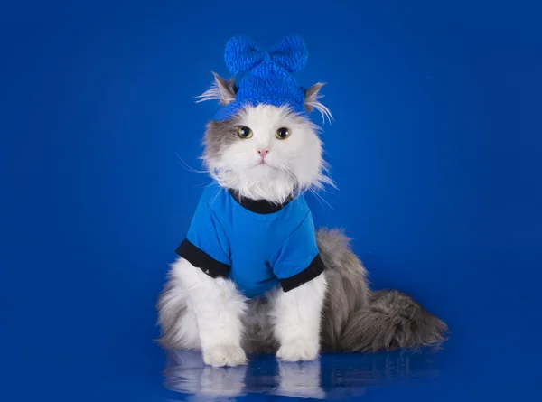 孤立的蓝色背景上的猫衣服 — 图库照片