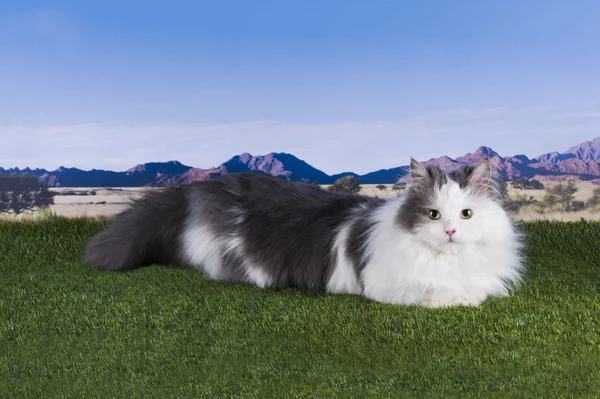 Gato en la hierba sobre un fondo de montañas y el cielo —  Fotos de Stock