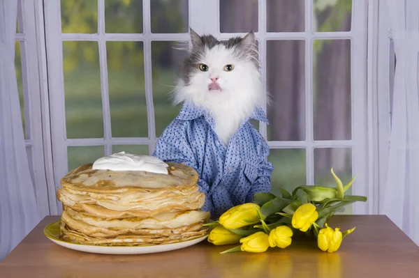 Gato vestindo uma camisa com panquecas e tulipas — Fotografia de Stock