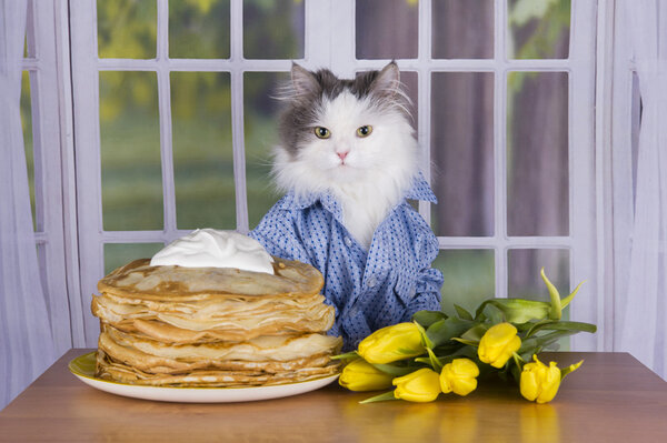 кошка в рубашке с блинами и тюльпанами
