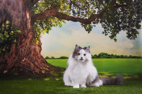 Kedi güneşli çayır üzerinde bir ağacın altında — Stok fotoğraf