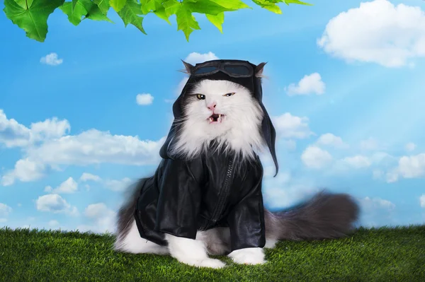 Cat in a suit against the sky pilot — Stock Photo, Image