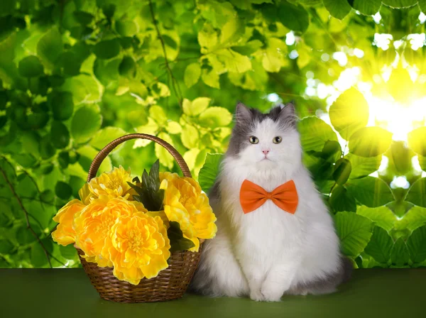 Kat met Lentebloemen op een achtergrond van groene bladeren — Stockfoto