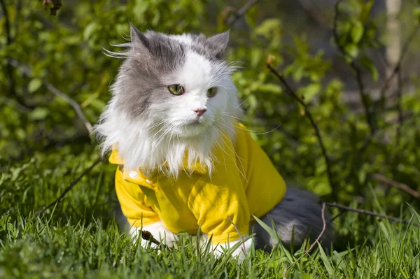 Kat, zittend op het gras zonnige zomerdag — Stockfoto