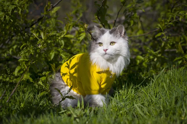 Gato sentado en la hierba soleado verano día —  Fotos de Stock