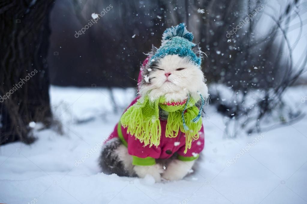 Cat in top winter coat