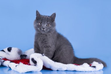 Kralın mavi izole ba üzerinde manto ile İngiliz yavru kedi