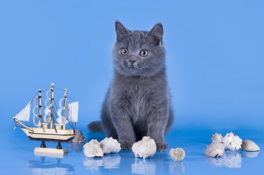 mavi arka plan isolat bir gemi ile oynarken İngiliz yavru kedi