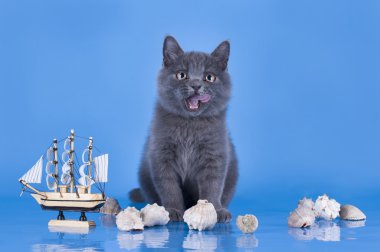 mavi arka plan isolat bir gemi ile oynarken İngiliz yavru kedi