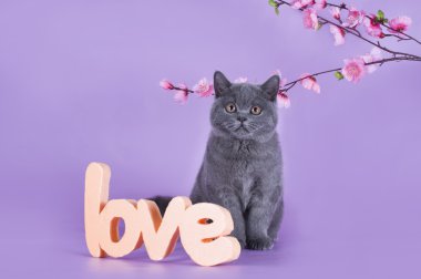 mor bir arka plan üzerinde izole bir delikanlı ile İngiliz yavru kedi