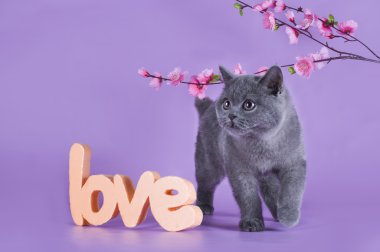 mor bir arka plan üzerinde izole bir delikanlı ile İngiliz yavru kedi