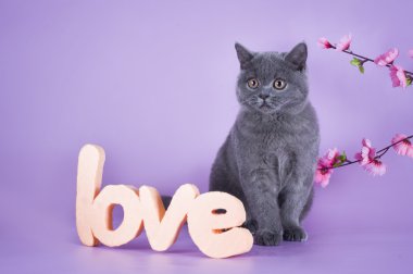 mor bir arka plan üzerinde izole bir delikanlı ile İngiliz yavru kedi