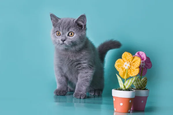 Gattino britannico con fiori su uno sfondo blu isolato — Foto Stock