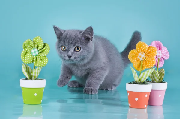 Britse kitten met bloemen op een blauwe achtergrond geïsoleerd — Stockfoto