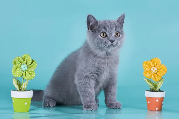 Britse kitten met bloemen op een blauwe achtergrond geïsoleerd — Stockfoto