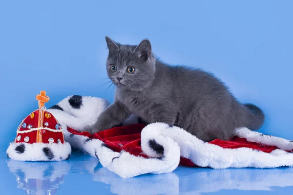 Gattino britannico con il manto del re su una ba isolata blu — Foto Stock