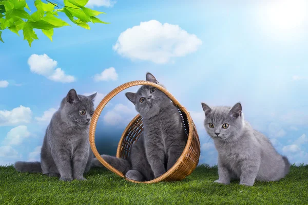 Kätzchen spielen im Gras an einem sonnigen Sommertag — Stockfoto