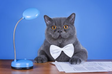 masada oturan büyük İngiliz kedi