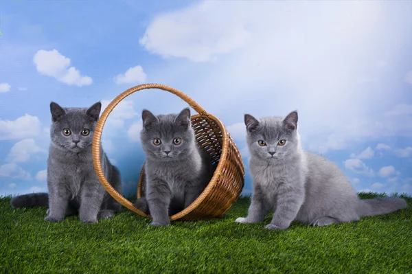Kätzchen spielen im Gras an einem sonnigen Sommertag — Stockfoto