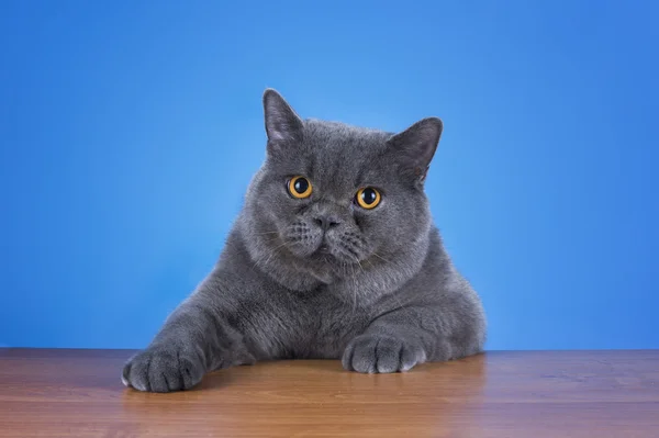 Enorme británico gato sentado a la mesa — Foto de Stock