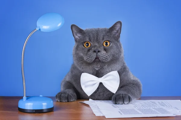 Huge British cat sitting at the table — Stock Photo, Image