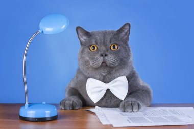 masada oturan büyük İngiliz kedi