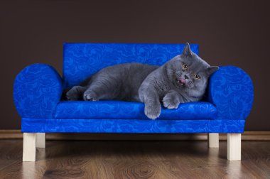 kanepede oturan büyük İngiliz kedi