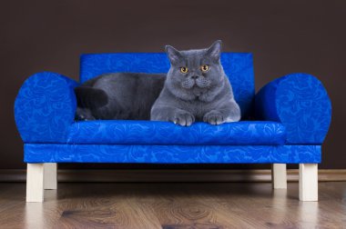 kanepede oturan büyük İngiliz kedi
