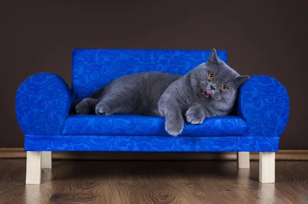 Grande gato britânico descansando no sofá — Fotografia de Stock