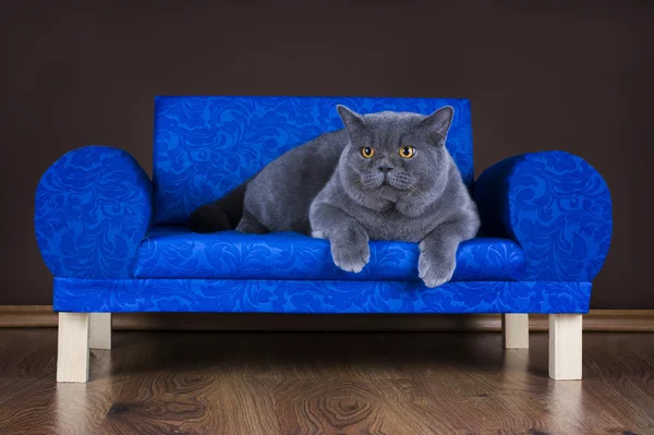 Velká britská kočka odpočívá na gauči — Stock fotografie