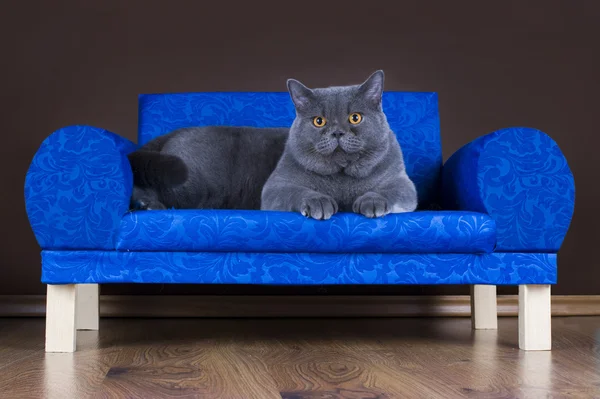 Grande gato britânico descansando no sofá — Fotografia de Stock