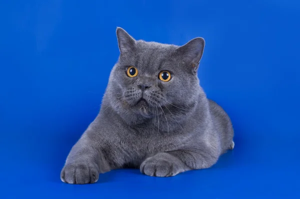 Stora brittiska katt isolerat på den blå bakgrunden — Stockfoto