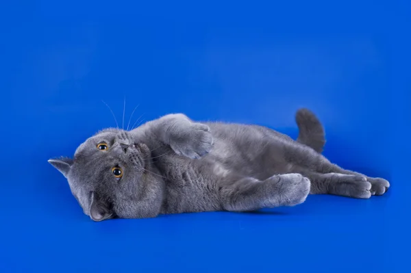 Grande gatto britannico isolato sullo sfondo blu — Foto Stock