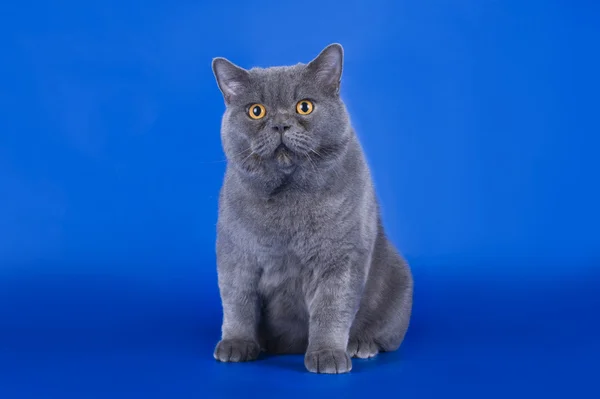 Gran gato británico aislado sobre el fondo azul — Foto de Stock