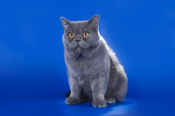 Grande gato britânico isolado no fundo azul — Fotografia de Stock