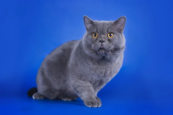 Gran gato británico aislado sobre el fondo azul — Foto de Stock