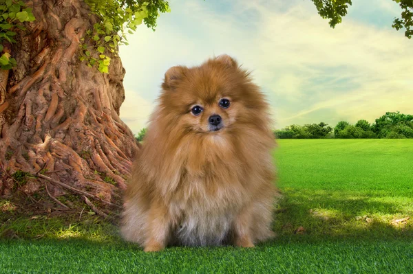 Pomeranian playing in a meadow under a tree in the summer sunny — Stock Photo, Image