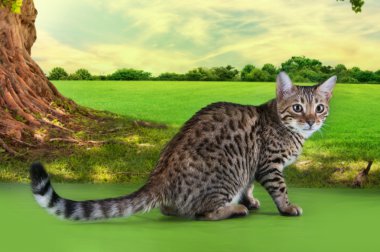 Güneşli bir günde oynayan yavru kedi