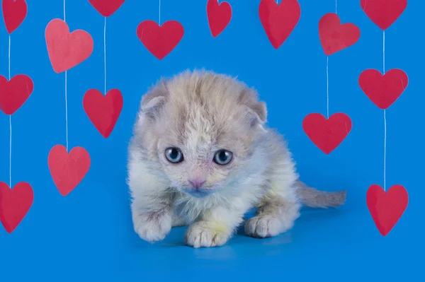 Kitten geïsoleerd op een blauwe achtergrond — Stockfoto