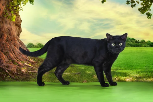 Stor svart katt rasen Savannah — Stockfoto