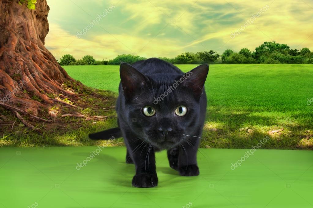 Grande Gatto Nero Di Razza Savannah Foto Stock Kubangirl 82023020