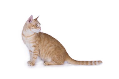 kedi izole bir beyaz arka plan üzerinde çalış.